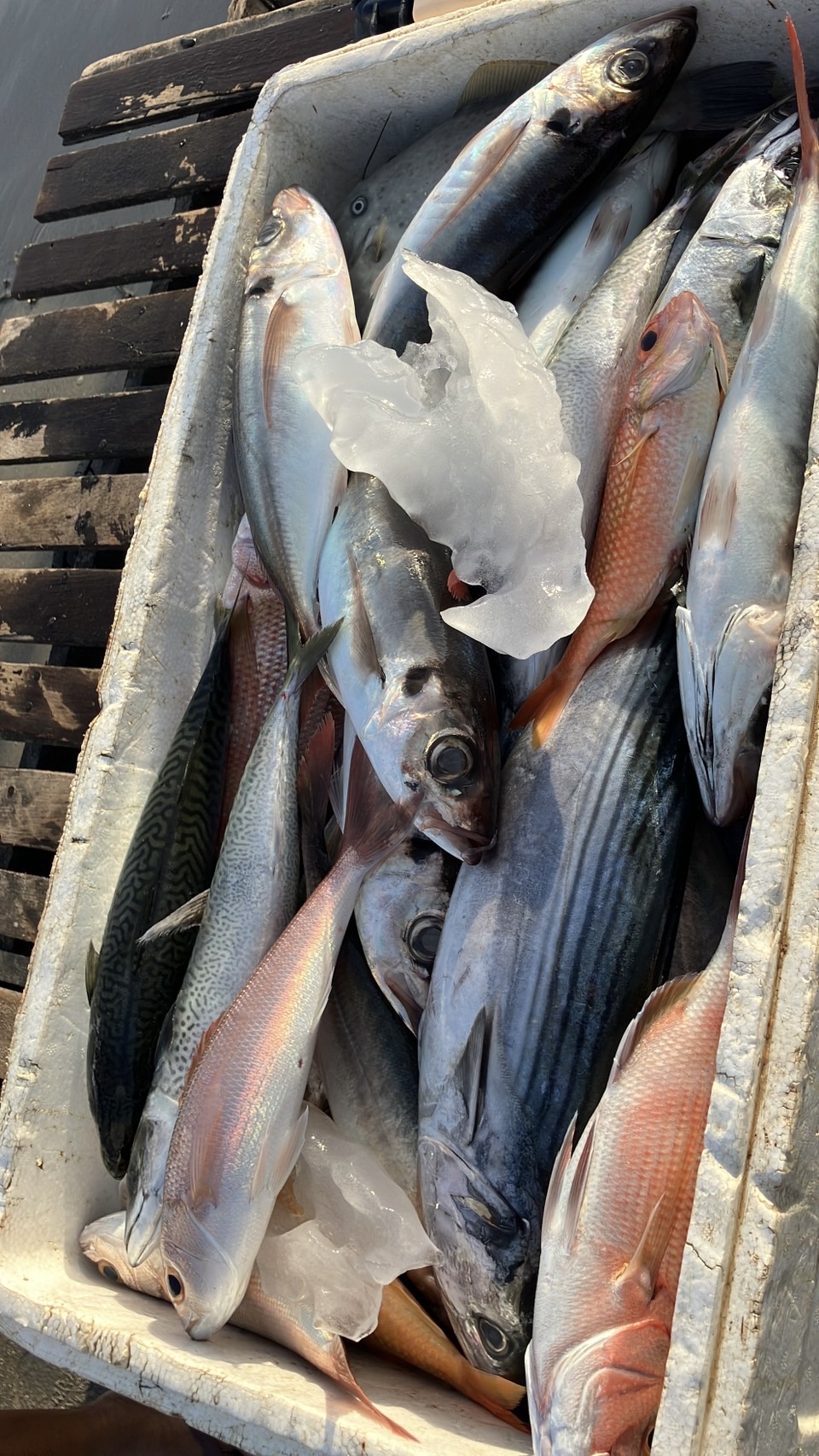 ローカルに伝える魚の価値、バリ滞在記