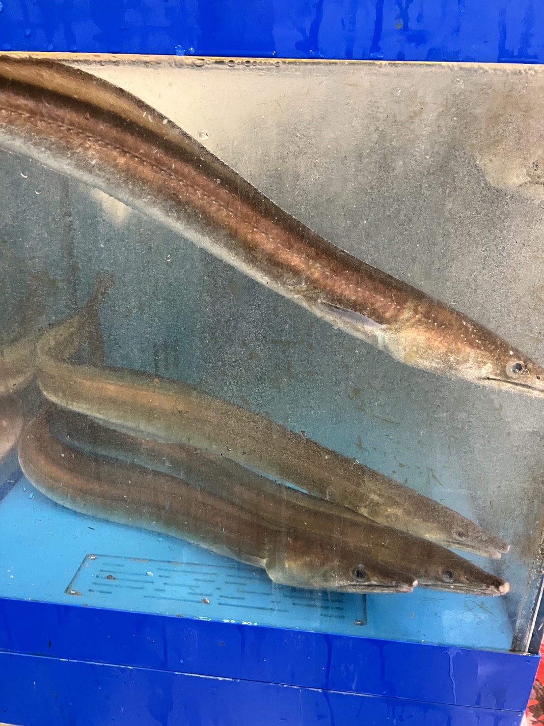 現状報告とお願い